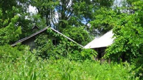 Miller Overgrown Remains photo 3