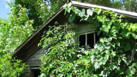 Miller Overgrown Remains photo 4