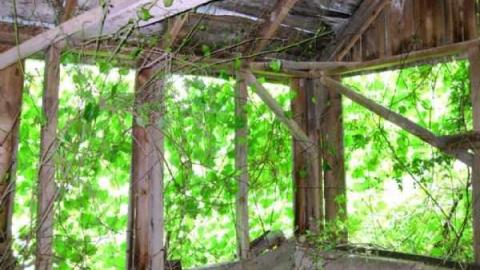 Miller Overgrown Remains photo 5