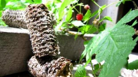 Miller Farm Overgrown Ruins - IMG_6724.jpg