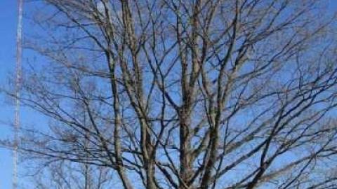 The Gall of the Pioneers - Galway-Cavendish-Pioneer-Cemeter9.jpg