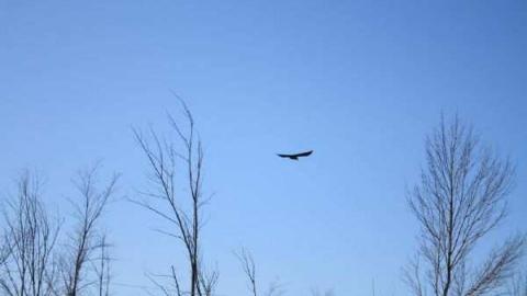 The Gall of the Pioneers - Galway-Cavendish-Pioneer-Cemeter13.jpg