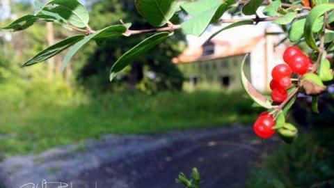 Gallery - IMG_0481.jpg