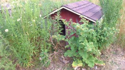 Apples No More - City-Orchards159.jpg