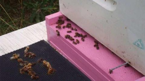 Apples No More - City-Orchards10.jpg