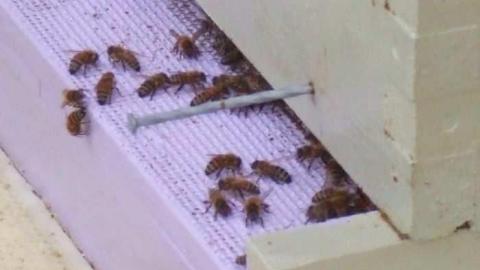 Apples No More - City-Orchards172.jpg