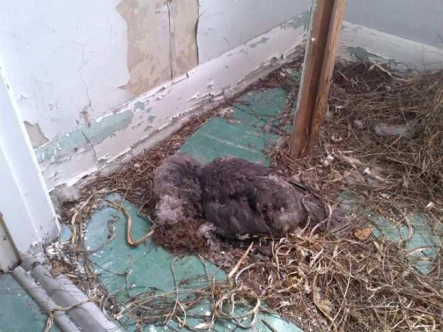 No Hope (Island) photo 5