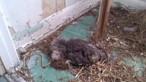 No Hope (Island) photo 5