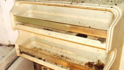 Apples No More - City-Orchards100.jpg