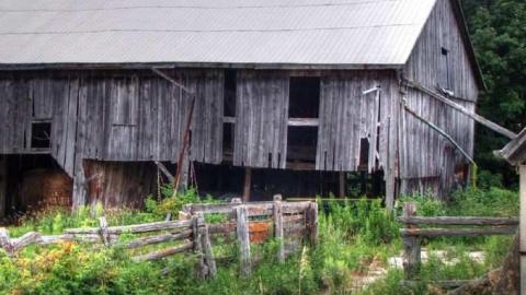 Photo from Turkey Vulture Time
