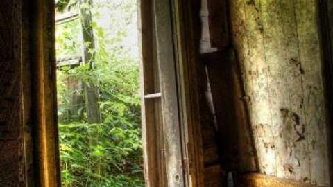 Photo from Turkey Vulture Time