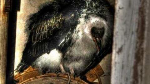 Turkey Vulture Time - 6.jpg