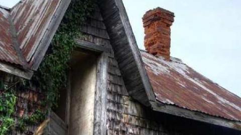 Turkey Vulture Time - 9.jpg