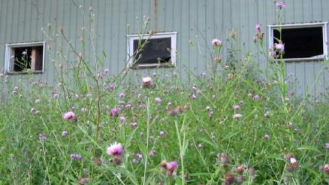 Fort Erie Racetrack Stables - Fort-Erie-Race-Track-Stables11.jpg