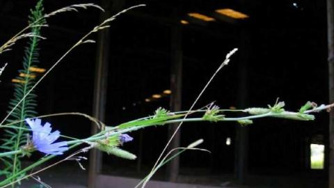 Fort Erie Racetrack Stables - Fort-Erie-Race-Track-Stables12.jpg