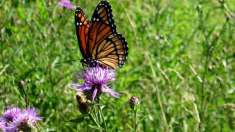 Fort Erie Racetrack Stables - Fort-Erie-Race-Track-Stables34.jpg