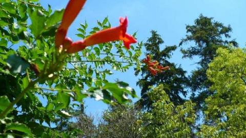 NO hope - P1080660.jpg