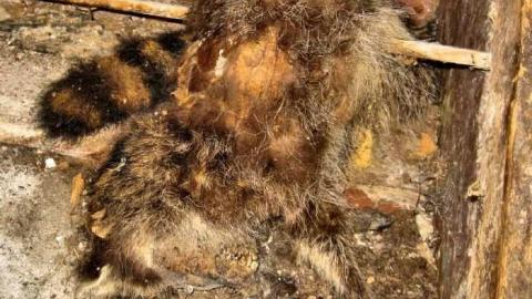 Biggar Farmhouse - IMG_8085f.jpg