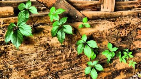 Biggar Farmhouse - IMG_8133b.jpg