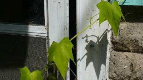 Batty - MacRae-Farm19.jpg