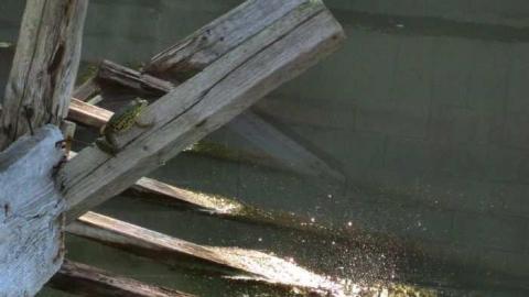 Swimming Hole - River-Townline-Swimming-Hole3.jpg