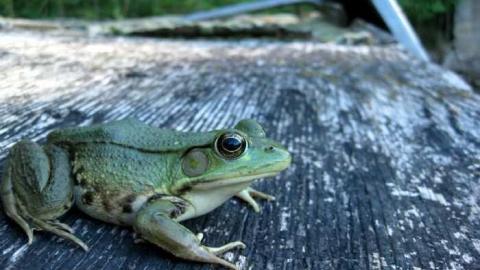 Swimming Hole - River-Townline-Swimming-Hole8.jpg