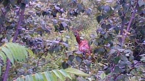 asylum beach - Huronia-Regional-Centre4.jpg