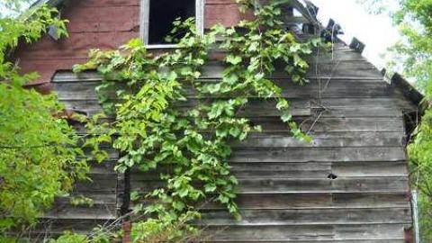 Fruit of the Vine - Haldimand County, Ontario