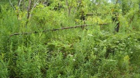 Fruit of the Vine photo 5