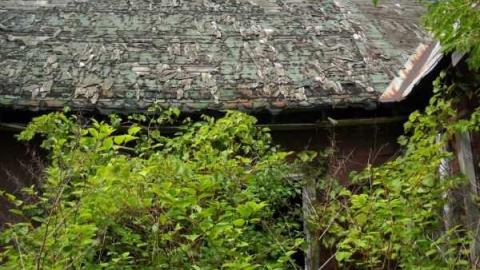 Fruit of the Vine photo 2