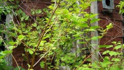 Booker Rd. - abandoned2 015.jpg