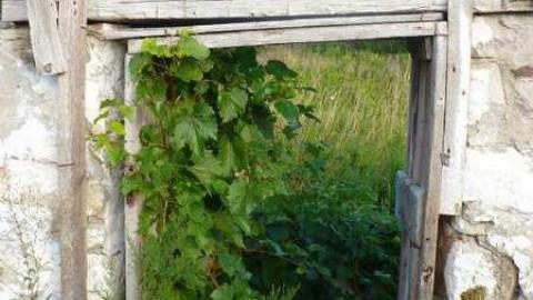 5 Line Ruins photo 5