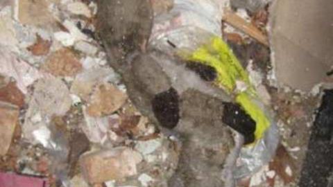 Gallery - Kiddie-Compost-Heap5.jpg