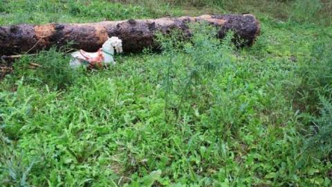 Richmond/Sunningdale House - Neglected-Manor38.jpg