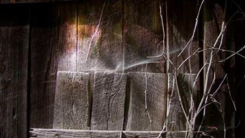 Enduring Barn - Barn-Baby-Barn8.jpg