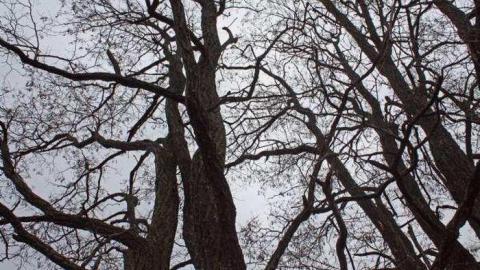 Gallery - Enfield-and-Potter-Cemetery8.jpg