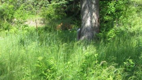 Spragge cemetery - Abandoned-Spragge-Cemetery5.jpg
