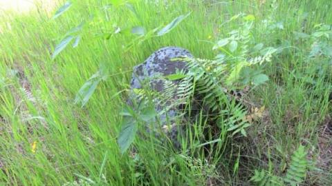 Spragge cemetery - Abandoned-Spragge-Cemetery17.jpg