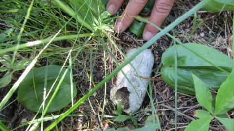 Photo from Spragge cemetery