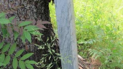 Photo from Spragge cemetery