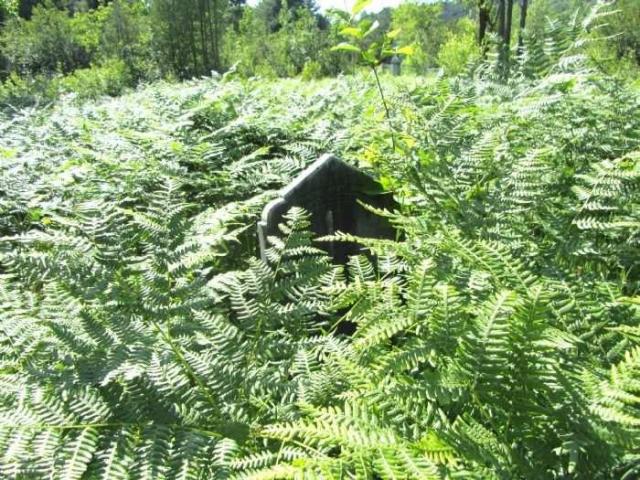 Abandoned Spragge Cemetery photo 3