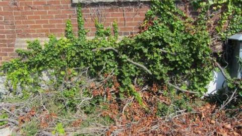 East Ward/ Connaught School - Connaught-Public-School9.jpg