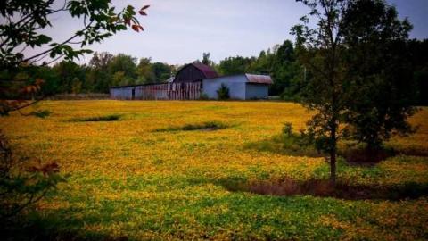 Sunset Caboose at Sunset - Train-on-Decommissioned-Track2.jpg