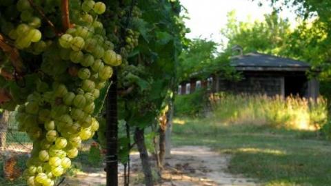 Jackson-Triggs Winery Ruins photo 4