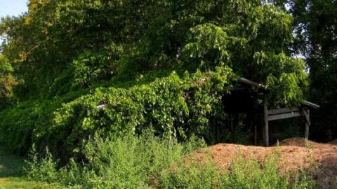 Jackson-Triggs Farm Remains - JacksonTriggs-Winery-Ruins13.jpg