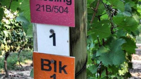 Jackson-Triggs Winery Ruins photo 5