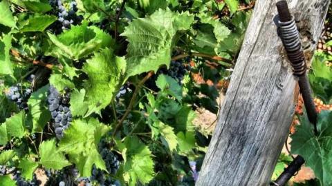 Jackson-Triggs Farm Remains - JacksonTriggs-Winery-Ruins8.jpg