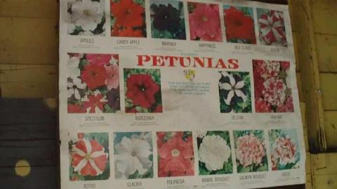 Sept. 2012 - Ross-Flowers-Garden-Centre6.jpg