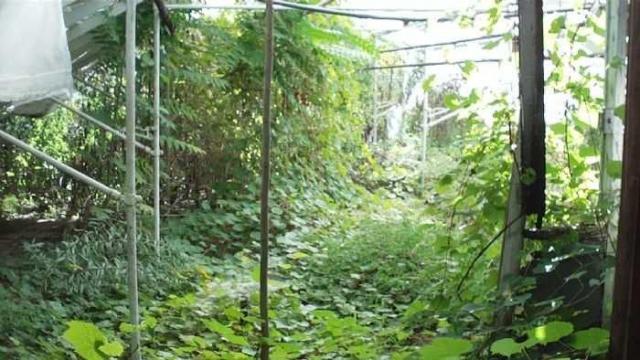 Ross' Flowers Garden Centre photo 3