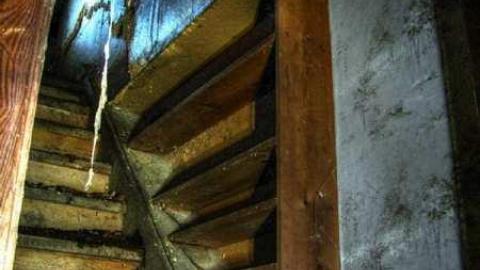 Spongia Floora - 4a.jpg